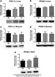 Anti-PGC1 alpha antibody used in Western Blot (WB). GTX37356
