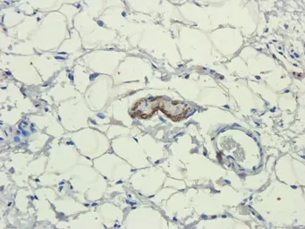 Anti-IL11 antibody used in IHC (Paraffin sections) (IHC-P). GTX37407