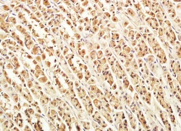 Anti-VWCE antibody used in IHC (Paraffin sections) (IHC-P). GTX37414