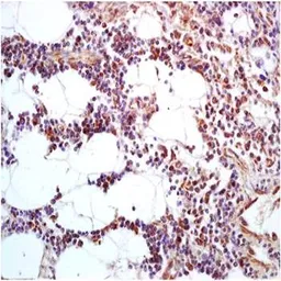 Anti-CLEC4A antibody used in IHC (Paraffin sections) (IHC-P). GTX37435