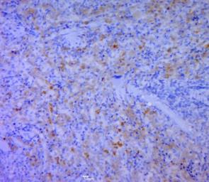 Anti-CD5L antibody used in IHC (Paraffin sections) (IHC-P). GTX37448