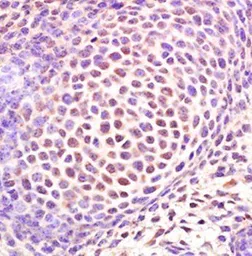 Anti-SP7 antibody used in IHC (Paraffin sections) (IHC-P). GTX37579