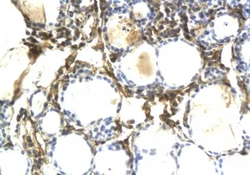 Anti-Osteopontin antibody used in IHC (Paraffin sections) (IHC-P). GTX37582