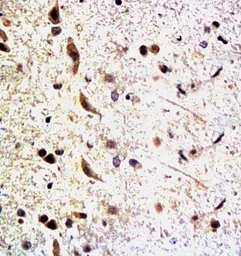 Anti-Neurofascin 155 antibody used in IHC (Paraffin sections) (IHC-P). GTX37602