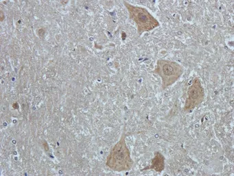 Anti-NeuN antibody used in IHC (Paraffin sections) (IHC-P). GTX37604