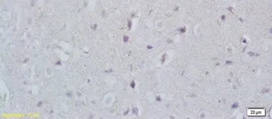 Anti-NCX3 antibody used in IHC (Paraffin sections) (IHC-P). GTX37608