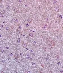 Anti-NCX3 antibody used in IHC (Paraffin sections) (IHC-P). GTX37608