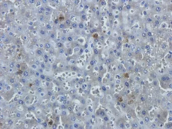 Anti-Leptin Receptor antibody used in IHC (Paraffin sections) (IHC-P). GTX37636