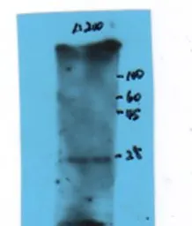 Anti-FGF8 antibody used in Western Blot (WB). GTX37697