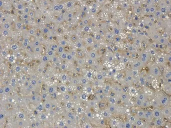 Anti-Collagen X antibody used in IHC (Paraffin sections) (IHC-P). GTX37732