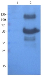 Anti-CD68 antibody used in Western Blot (WB). GTX37743