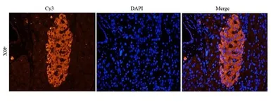 Anti-Beclin 1 antibody used in IHC (Frozen sections) (IHC-Fr). GTX37770