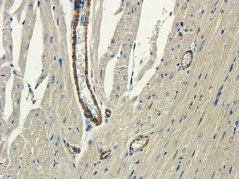 Anti-Aquaporin 4 antibody used in IHC (Paraffin sections) (IHC-P). GTX37784