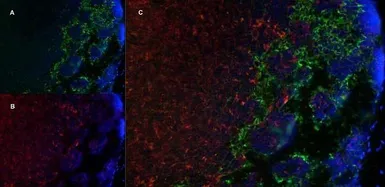 Anti-Marco antibody [ED31] used in IHC (Frozen sections) (IHC-Fr). GTX39744