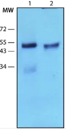 Anti-Parkin antibody [PRK8] used in Western Blot (WB). GTX39745