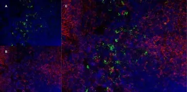 Anti-Ly-6B.2 antibody [7/4] used in IHC (Frozen sections) (IHC-Fr). GTX39794