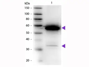 Anti-alpha Amylase antibody (HRP) used in Western Blot (WB). GTX40567
