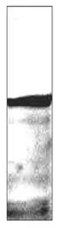 Anti-Epac1 antibody used in Western Blot (WB). GTX41235