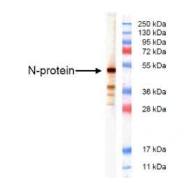 Anti-Infectious Bronchitis virus (IBV) Nucleoprotein antibody [B819M] used in Western Blot (WB). GTX41333