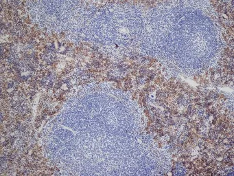Anti-Dectin-2 antibody [D2.11E4] used in IHC (Frozen sections) (IHC-Fr). GTX41453