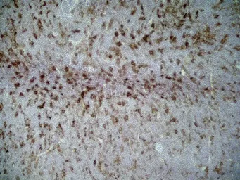 Anti-CD86 antibody [24F] used in IHC (Frozen sections) (IHC-Fr). GTX41790