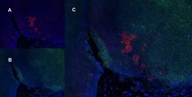 Anti-CD8 alpha antibody [OX-8] used in IHC (Frozen sections) (IHC-Fr). GTX41830