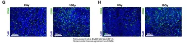 Anti-CD68 antibody [FA-11] used in Immunohistochemistry (IHC). GTX41865