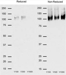 Anti-CD68 antibody [FA-11] used in Western Blot (WB). GTX41865