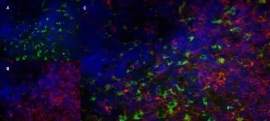 Anti-CD68 antibody [FA-11] used in IHC (Frozen sections) (IHC-Fr). GTX41866
