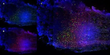 Anti-CD68 antibody [FA-11] used in IHC (Frozen sections) (IHC-Fr). GTX41866
