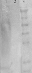 Anti-Acetyl Lysine antibody [7F8] used in Western Blot (WB). GTX41978