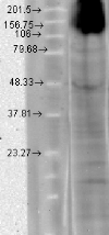 Anti-HCN4 antibody [S114-10] used in Western Blot (WB). GTX42001
