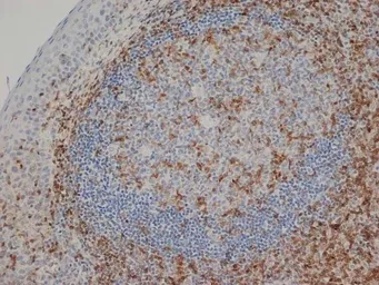 Anti-CD3 epsilon antibody [CD3-12] used in IHC (Paraffin sections) (IHC-P). GTX42110