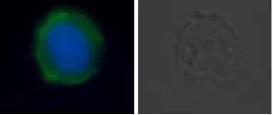 Anti-DR5 antibody [DJR2-4] used in Flow cytometry (FCM). GTX42180