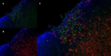 Anti-Mannose Receptor antibody [MR5D3] used in IHC (Frozen sections) (IHC-Fr). GTX42265