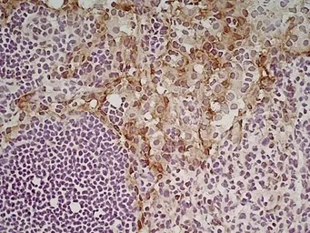 Anti-MSR1 antibody [2F8] used in IHC (Frozen sections) (IHC-Fr). GTX42279