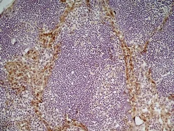 Anti-MSR1 antibody [2F8] used in IHC (Frozen sections) (IHC-Fr). GTX42279