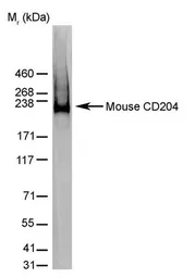 Anti-MSR1 antibody [2F8] (Low endotoxin, azide free) used in Western Blot (WB). GTX42281