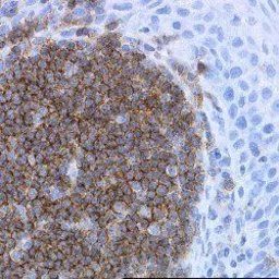 Anti-CD19 antibody [LE-CD19] used in IHC (Paraffin sections) (IHC-P). GTX42325