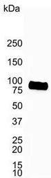 Anti-CD19 antibody [LE-CD19] used in Western Blot (WB). GTX42325