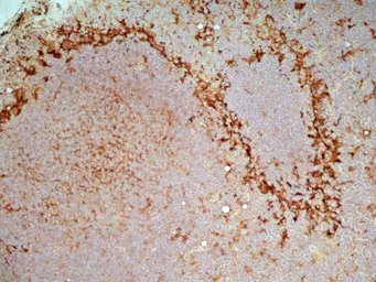 Anti-CD169 antibody [ED3] used in IHC (Frozen sections) (IHC-Fr). GTX42356