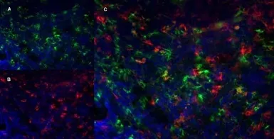 Anti-CD169 antibody [3D6.112] used in IHC (Frozen sections) (IHC-Fr). GTX42363