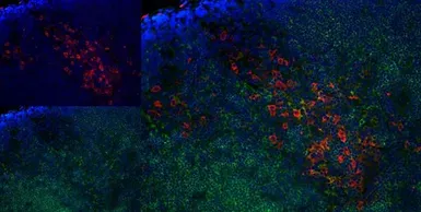 Anti-CD163 antibody [ED2] used in IHC (Frozen sections) (IHC-Fr). GTX42366