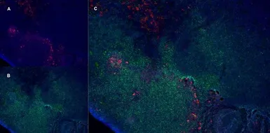 Anti-CD163 antibody [ED2] used in IHC (Frozen sections) (IHC-Fr). GTX42366