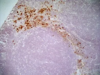 Anti-CD163 antibody [ED2] used in IHC (Frozen sections) (IHC-Fr). GTX42366