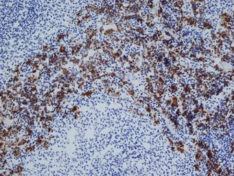 Anti-CD163 antibody [ED2] used in IHC (Frozen sections) (IHC-Fr). GTX42366