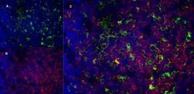 Anti-CD13 antibody [R3-63] (Low endotoxin, azide free) used in IHC (Frozen sections) (IHC-Fr). GTX42442