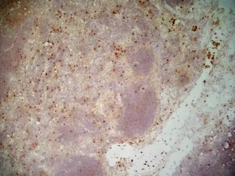 Anti-CD11b antibody [5C6] (Low endotoxin, azide free) used in IHC (Frozen sections) (IHC-Fr). GTX42476