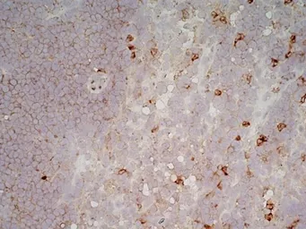 Anti-CD11b antibody [5C6] (Low endotoxin, azide free) used in IHC (Frozen sections) (IHC-Fr). GTX42476