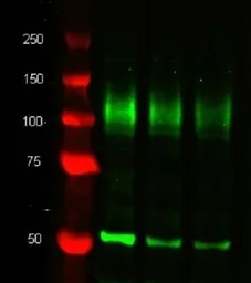 Anti-LAMP2 antibody [M3/84] used in Western Blot (WB). GTX42497